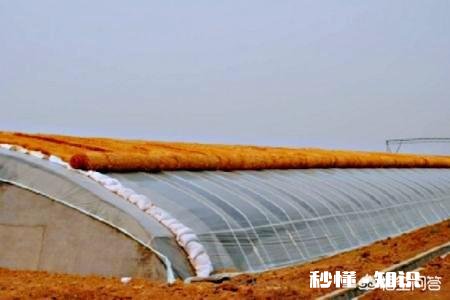 塑料大棚和日光温室有什么不同