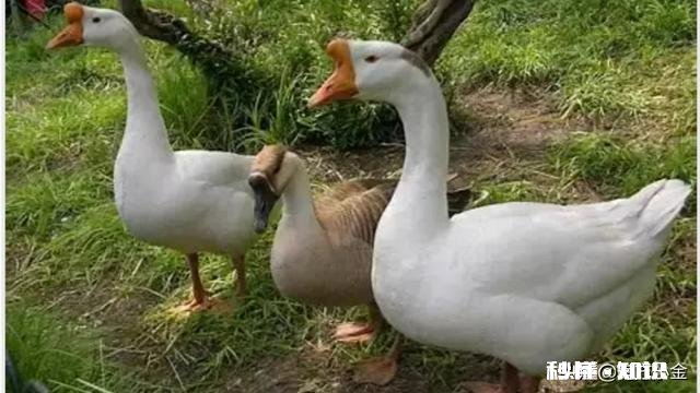 小鹅一个劲喝水怎么回事