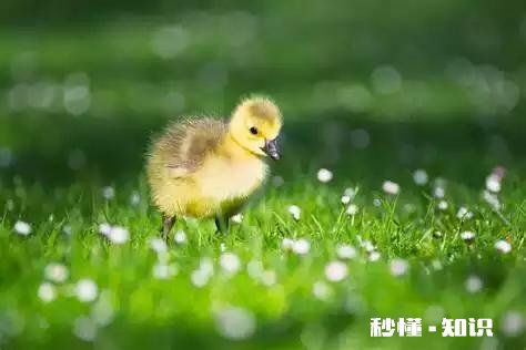 小鹅一个劲喝水怎么回事