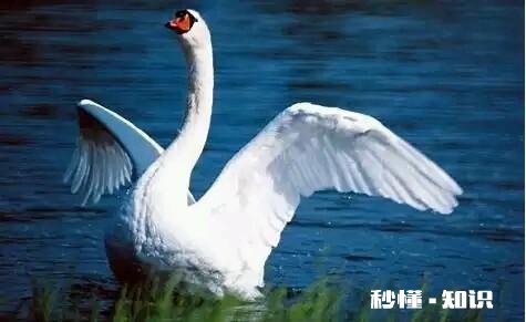 小鹅一个劲喝水怎么回事