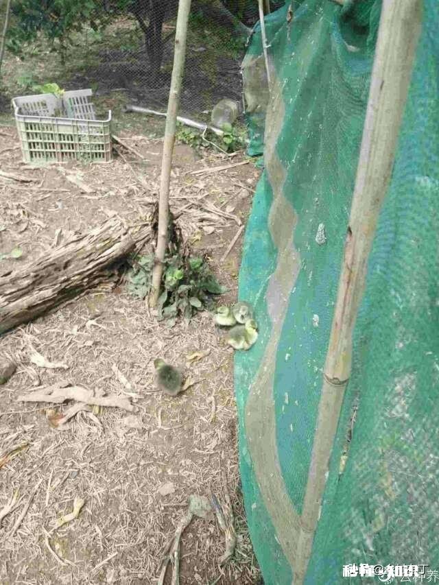 小鹅一个劲喝水怎么回事