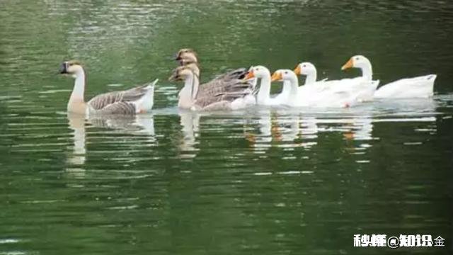 小鹅一个劲喝水怎么回事