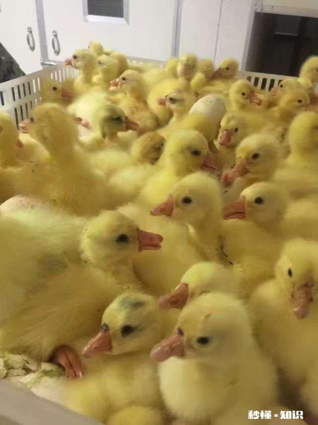 小鹅一个劲喝水怎么回事