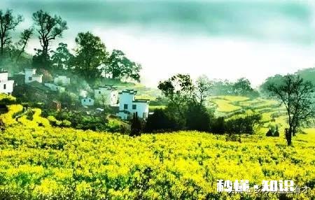 小鹅一个劲喝水怎么回事