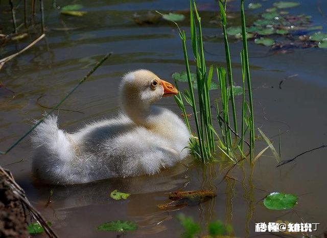 小鹅一个劲喝水怎么回事