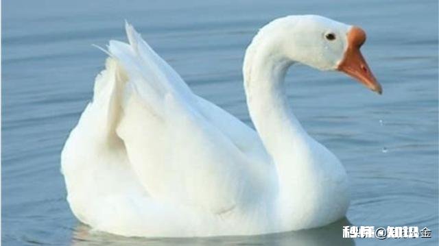 小鹅一个劲喝水怎么回事