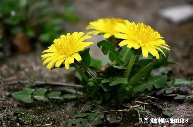 小鹅一个劲喝水怎么回事