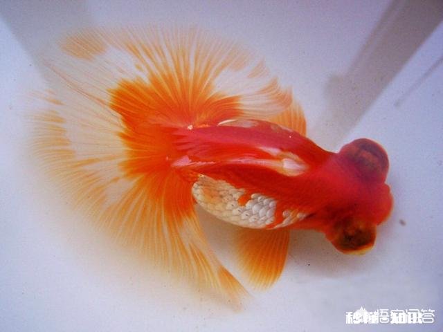 买的金鱼只剩下一条了，能在家旁边的小河里放生吗会存活吗