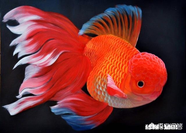 买的金鱼只剩下一条了，能在家旁边的小河里放生吗会存活吗