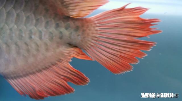 龙鱼烂尾怎么知道好了