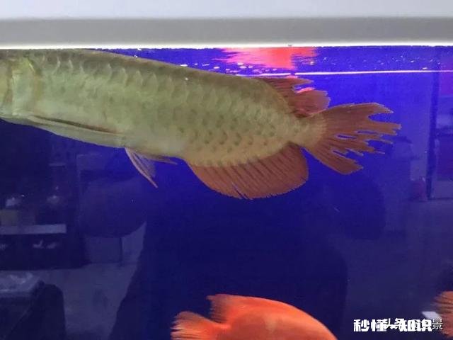 龙鱼烂尾怎么知道好了