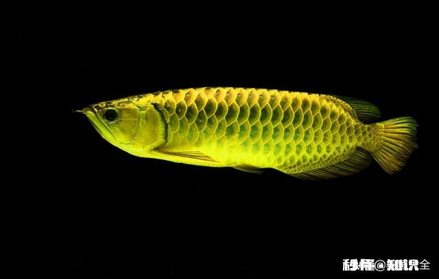 龙鱼烂尾怎么知道好了