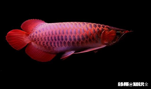 龙鱼烂尾怎么知道好了