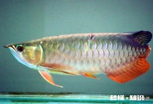 龙鱼烂尾怎么知道好了