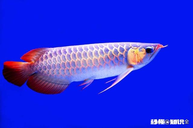 龙鱼烂尾怎么知道好了