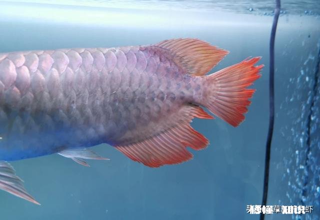 龙鱼烂尾怎么知道好了