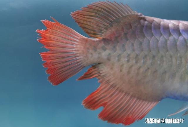 龙鱼烂尾怎么知道好了