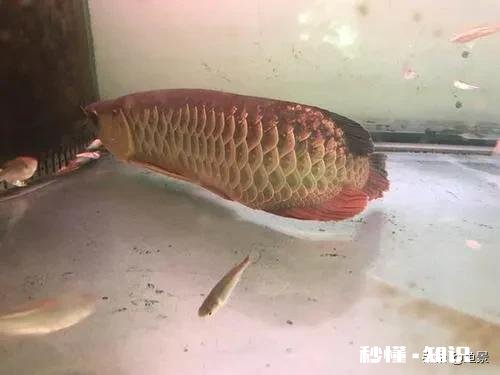 龙鱼烂尾怎么知道好了