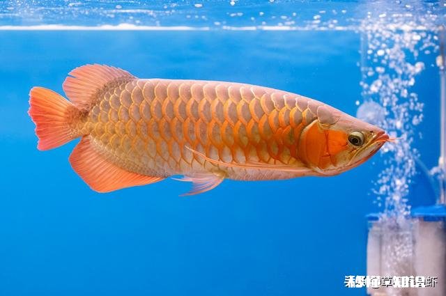 龙鱼烂尾怎么知道好了