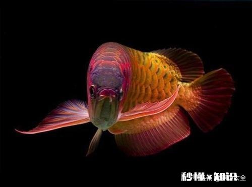 龙鱼烂尾怎么知道好了