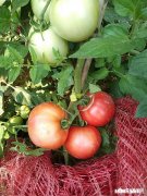 番茄长势很好，果实却很小，而且长的很慢，是什么原因