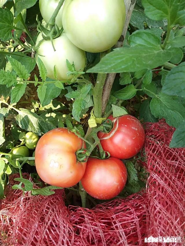 番茄长势很好，果实却很小，而且长的很慢，是什么原因