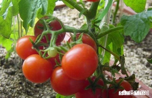 番茄长势很好，果实却很小，而且长的很慢，是什么原因