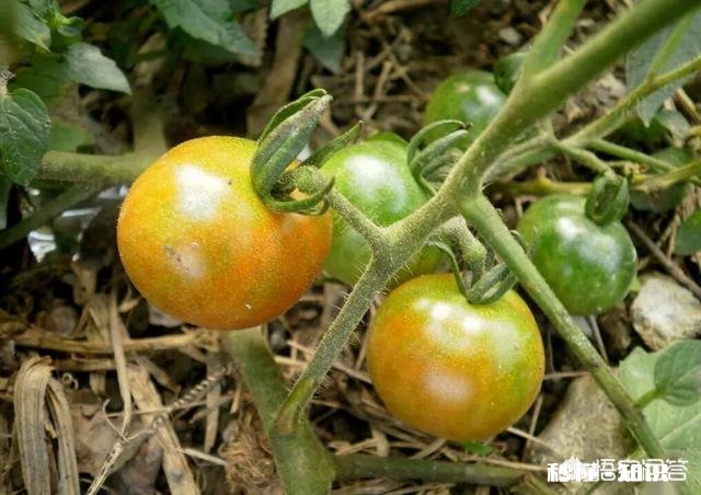 番茄长势很好，果实却很小，而且长的很慢，是什么原因