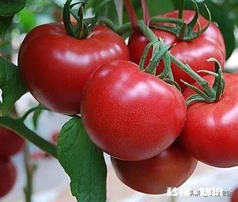 番茄长势很好，果实却很小，而且长的很慢，是什么原因