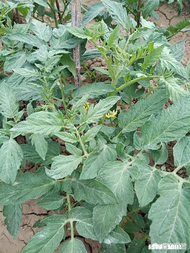 番茄长势很好，果实却很小，而且长的很慢，是什么原因