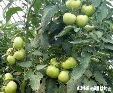 番茄长势很好，果实却很小，而且长的很慢，是什么原因