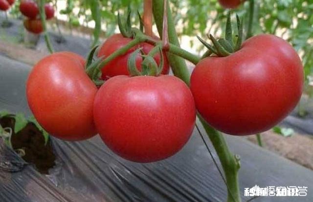 番茄长势很好，果实却很小，而且长的很慢，是什么原因