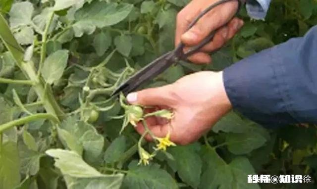 番茄长势很好，果实却很小，而且长的很慢，是什么原因