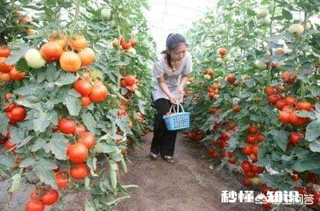 番茄长势很好，果实却很小，而且长的很慢，是什么原因