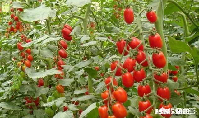 番茄长势很好，果实却很小，而且长的很慢，是什么原因