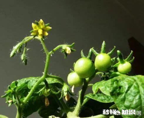 番茄长势很好，果实却很小，而且长的很慢，是什么原因
