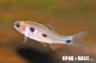 哪些灯鱼喜欢繁殖