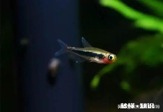 哪些灯鱼喜欢繁殖