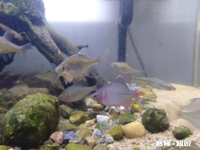 哪些灯鱼喜欢繁殖