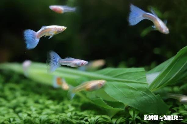 哪些灯鱼喜欢繁殖