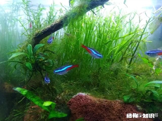 哪些灯鱼喜欢繁殖