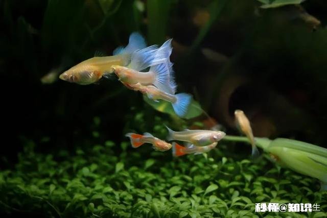 哪些灯鱼喜欢繁殖