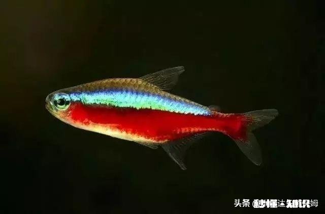 哪些灯鱼喜欢繁殖