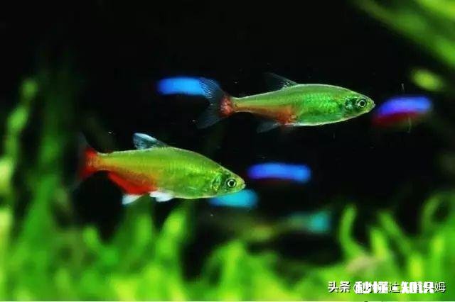 哪些灯鱼喜欢繁殖