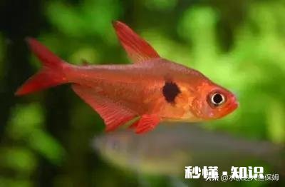 哪些灯鱼喜欢繁殖