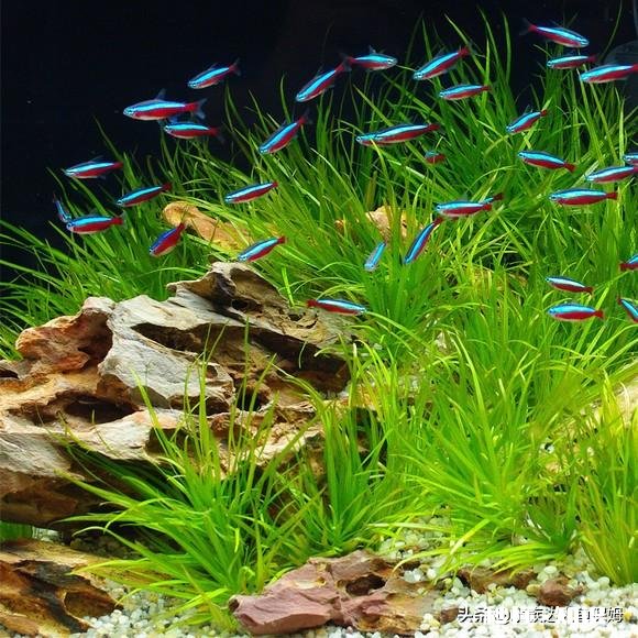 哪些灯鱼喜欢繁殖