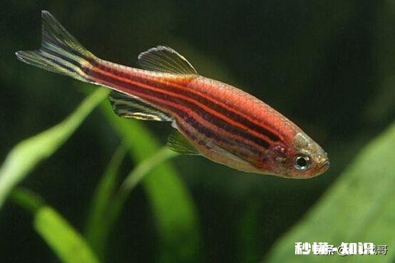 哪些灯鱼喜欢繁殖