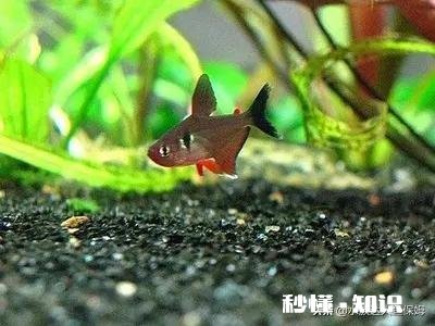 哪些灯鱼喜欢繁殖