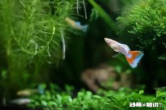 哪些灯鱼喜欢繁殖