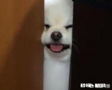 狗狗体外和体内驱虫，多长时间一次合适